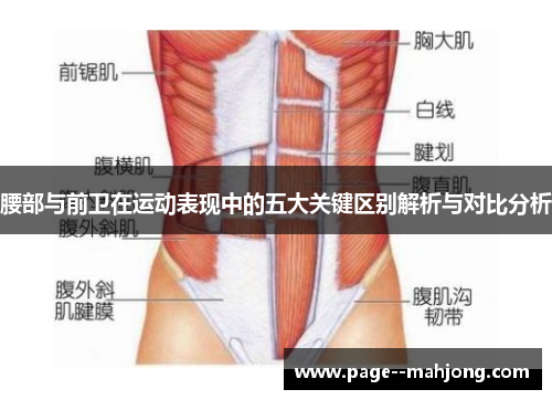 腰部与前卫在运动表现中的五大关键区别解析与对比分析